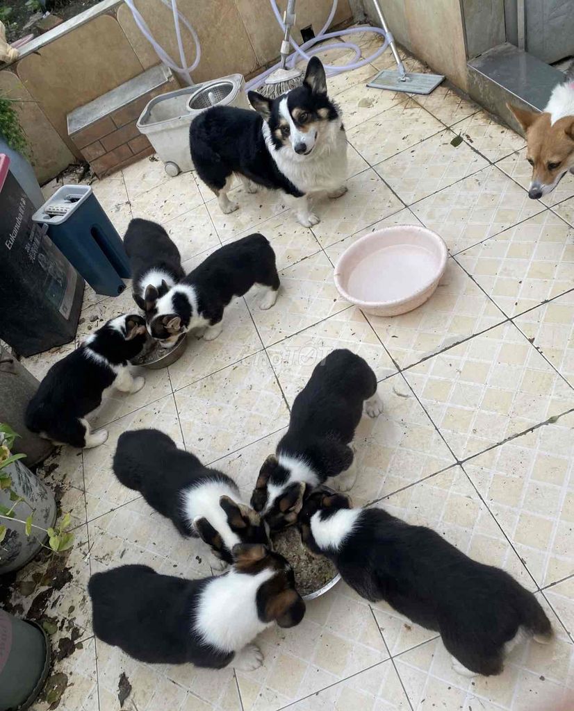 Corgi Tricolor màu hiếm lạ đẹp. Mua bán Chó tại Quận Cẩm Lệ Đà Nẵng được đăng bởi Anh Pet Shop hình 1