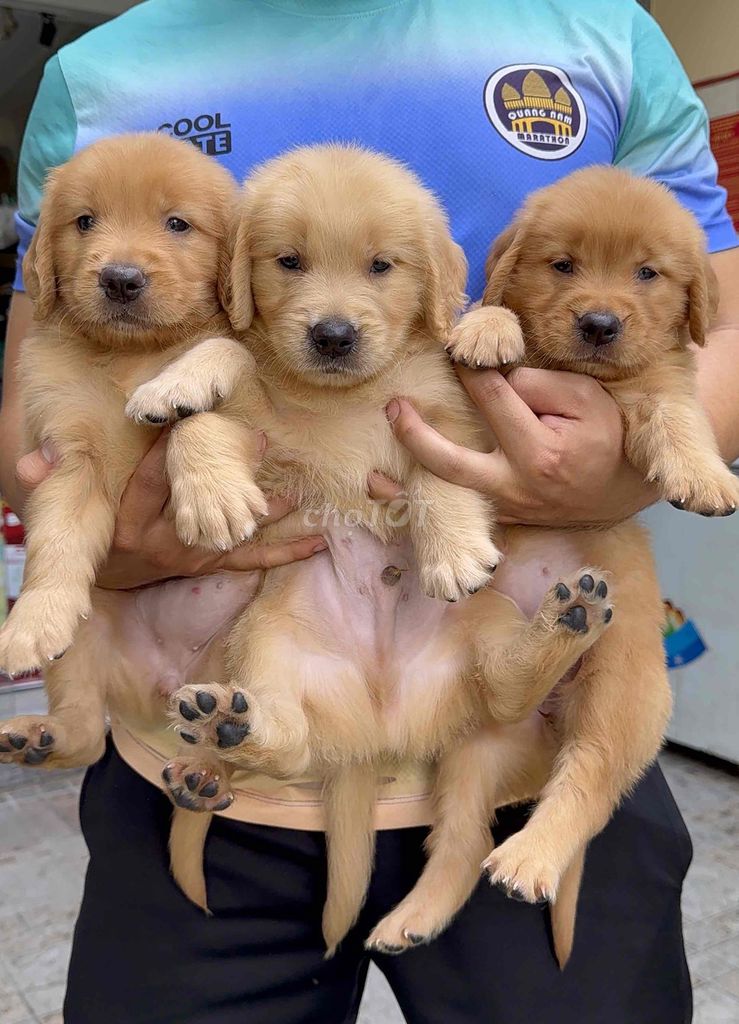 Chó Golden Retriever Vàng đã tiêm vắc xin. Mua bán Chó tại Quận Liên Chiểu Đà Nẵng được đăng bởi Nhật Minh Pet House 04 Bàu Năng 1 hình 1