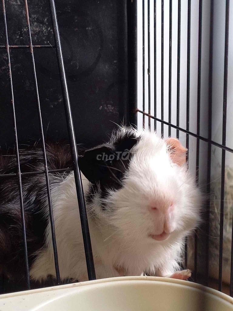 Chuột lang lông ngắn đực 1 năm. Mua bán Thú cưng khác tại Quận Tân Phú Tp Hồ Chí Minh được đăng bởi Kha Tăng hình 1