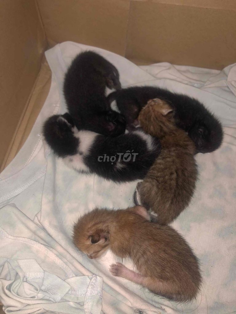 Mèo con Đen Nâu Đen trắng. Mua bán Mèo tại Huyện Cái Bè Tiền Giang được đăng bởi Phan Giàu hình 1