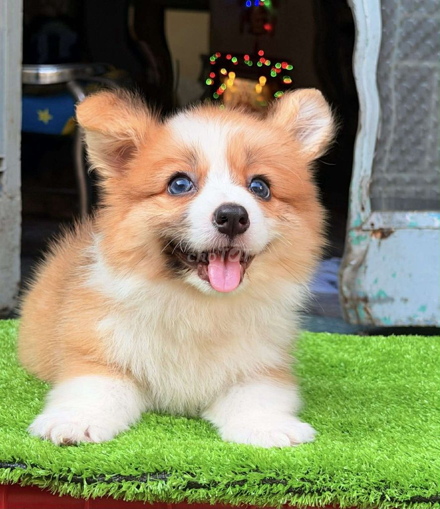 Chó Corgi lông dài thuần chủng lùn. Mua bán Chó tại Quận 5 Tp Hồ Chí Minh được đăng bởi Danny Dung hình 1