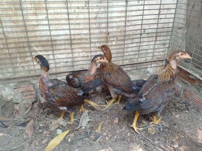 4 e mái nồi con 3tháng. Mua bán Gà tại Thành phố Thủ Đức Tp Hồ Chí Minh được đăng bởi Sĩ