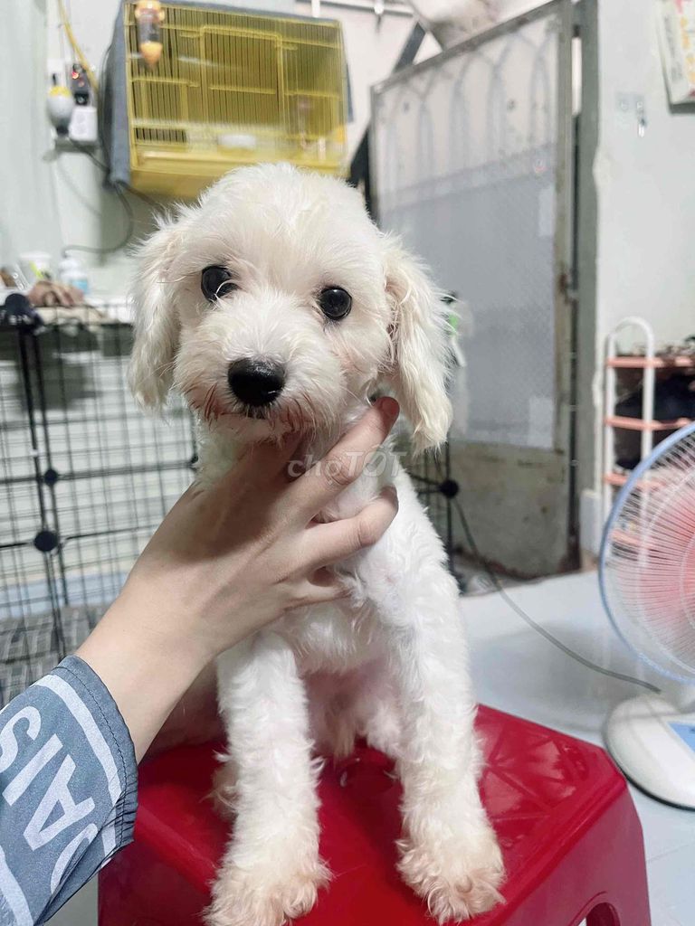 Ba Bichon - Mẹ Poodle Tiny 6 tháng tuổi cái