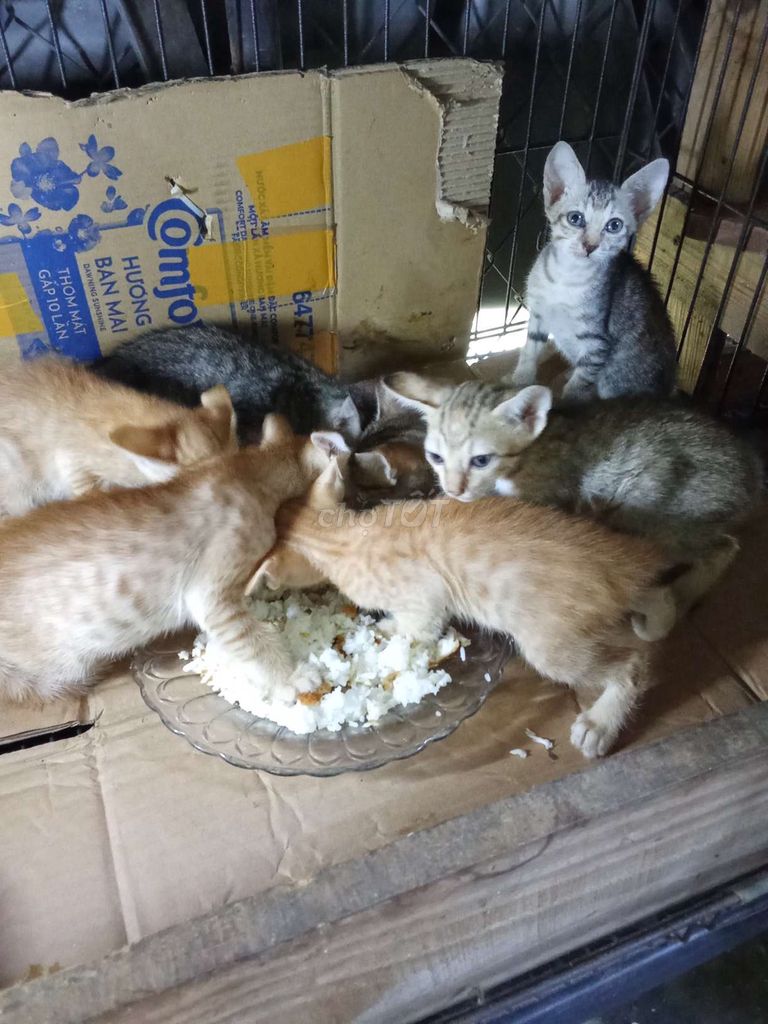 Tìm chủ yêu thương đón nhận. Mua bán Mèo tại Thành phố Thuận An Bình Dương được đăng bởi An Phuong hình 1