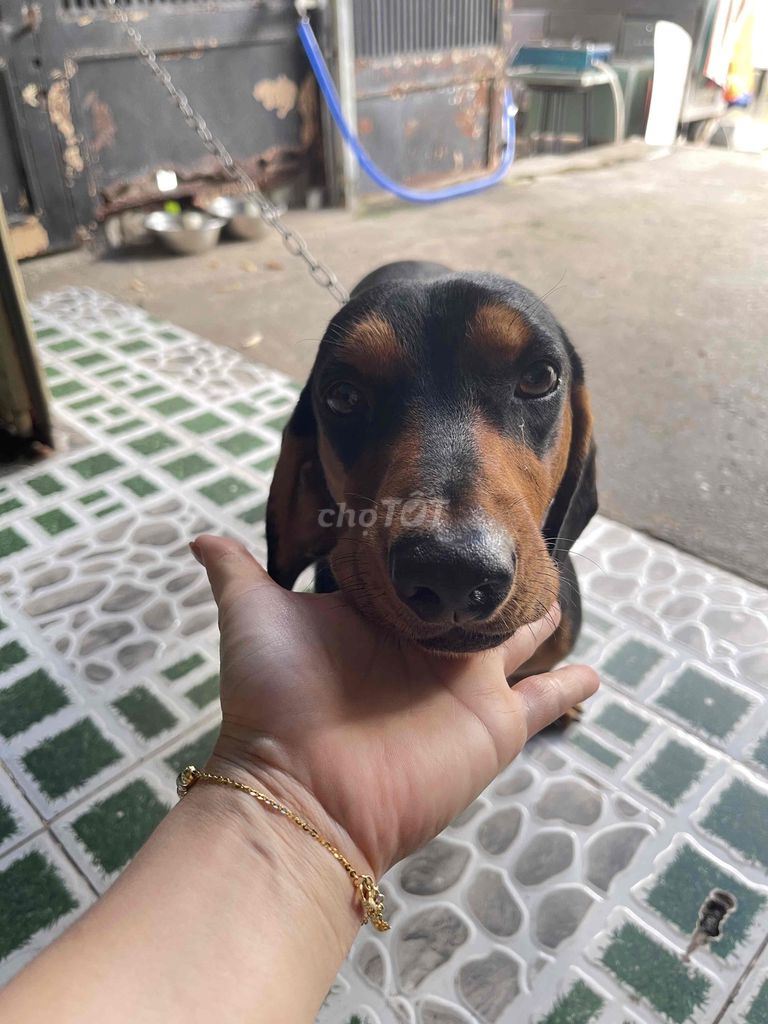Chó Lạp xưởng đực đen vàng gần 2 tuổi. Mua bán Chó tại Quận Bình Thạnh Tp Hồ Chí Minh được đăng bởi Nguyễn Thị Cẩm Dung hình 1