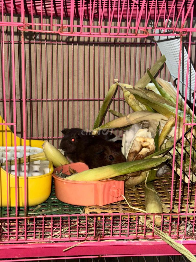 bọ ú. Mua bán Thú cưng khác tại Quận 11 Tp Hồ Chí Minh được đăng bởi Khánh Linh  hình 1