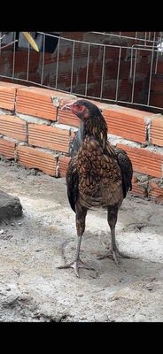 mái chưa rớt so. Mua bán Gà tại Huyện Chợ Mới An Giang được đăng bởi Thanh Xuân