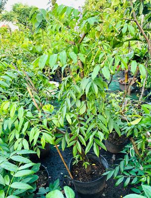 Cóc Thái gốc lớn nhiều kích cỡ đang cho trái. Mua bán Cây cảnh, đồ trang trí tại Quận Gò Vấp Tp Hồ Chí Minh được đăng bởi Vườn Kiểng Nhà Nị Ny