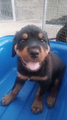 Chó Rottweiler cai