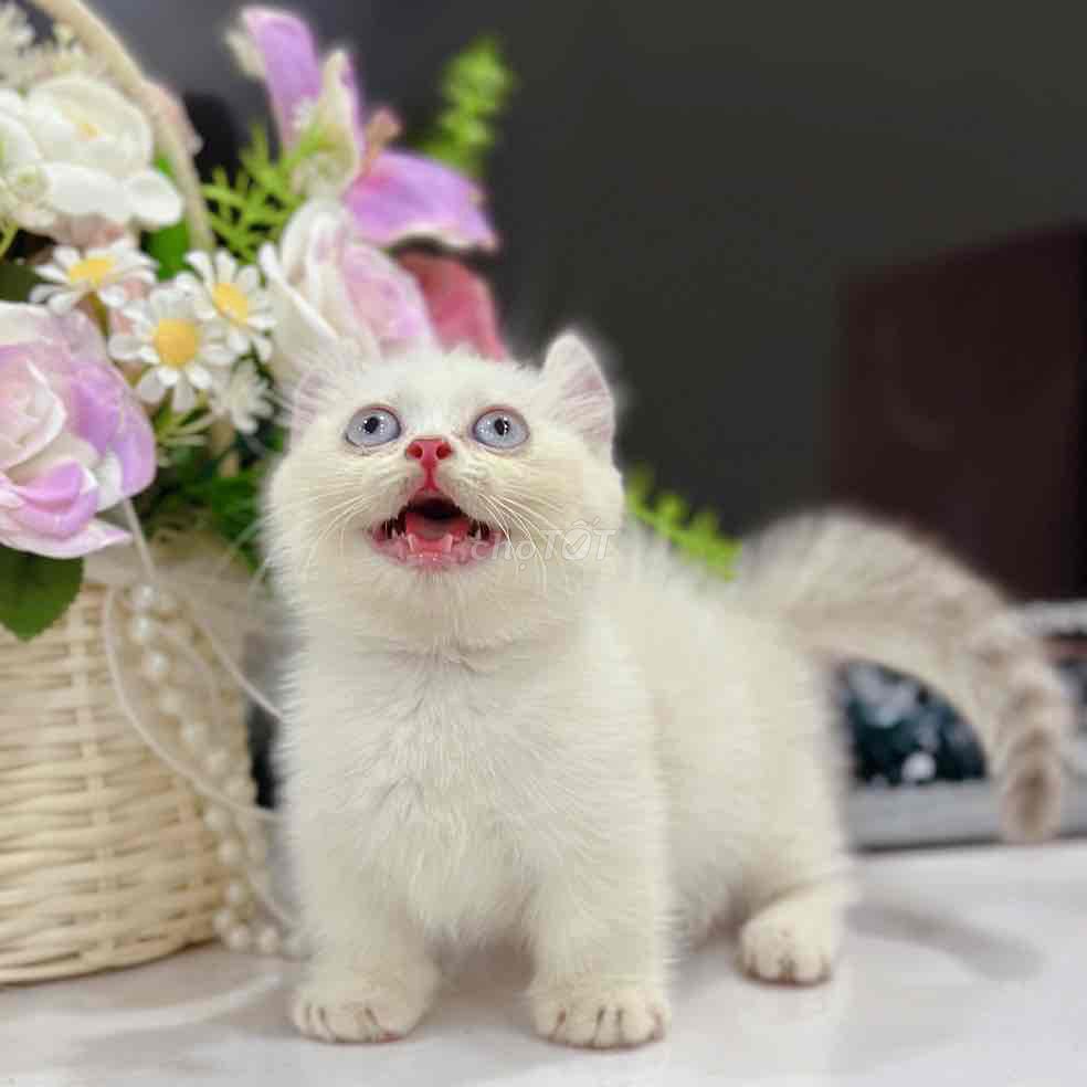 mèo chân ngắn tai xoắn mắt xanh. Mua bán Mèo tại Huyện Hoài Đức Hà Nội được đăng bởi Mei Mei hình 1