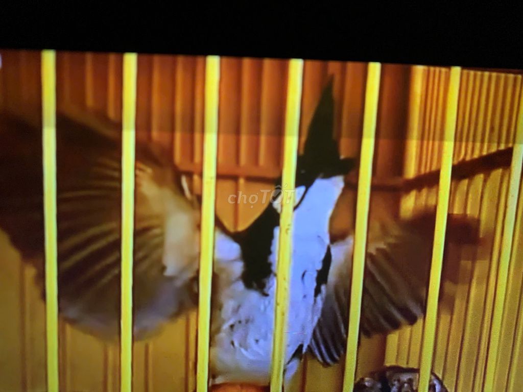 Thanh lý Chào Mào Mía. Mua bán Chim tại Huyện Phú Xuyên Hà Nội được đăng bởi Hùng hình 1