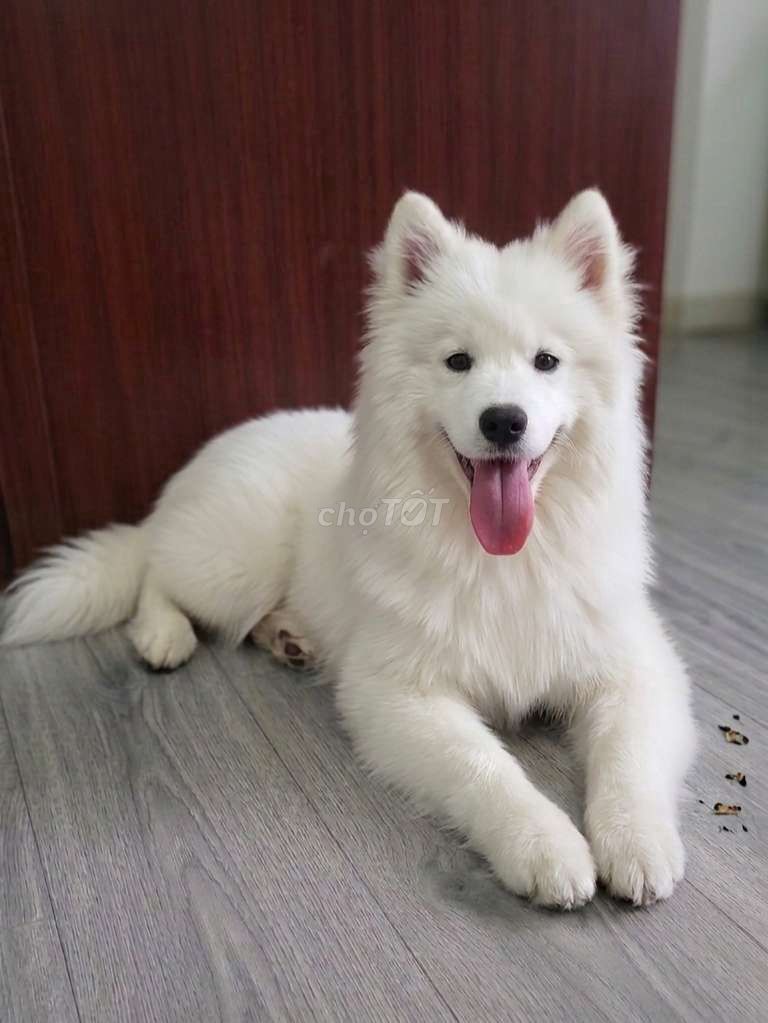 Samoyed thuần chủng đực trắng 3 tháng mặt siêu đẹp. Mua bán Chó tại Thành phố Thủ Đức Tp Hồ Chí Minh được đăng bởi HƯNG LỘC PHÁT hình 1