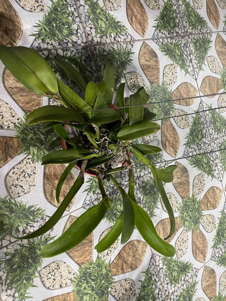 Lan Cattleya Đỏ. Mua bán Cây cảnh, đồ trang trí tại Huyện Hóc Môn Tp Hồ Chí Minh được đăng bởi Tiến Tăng hình 1