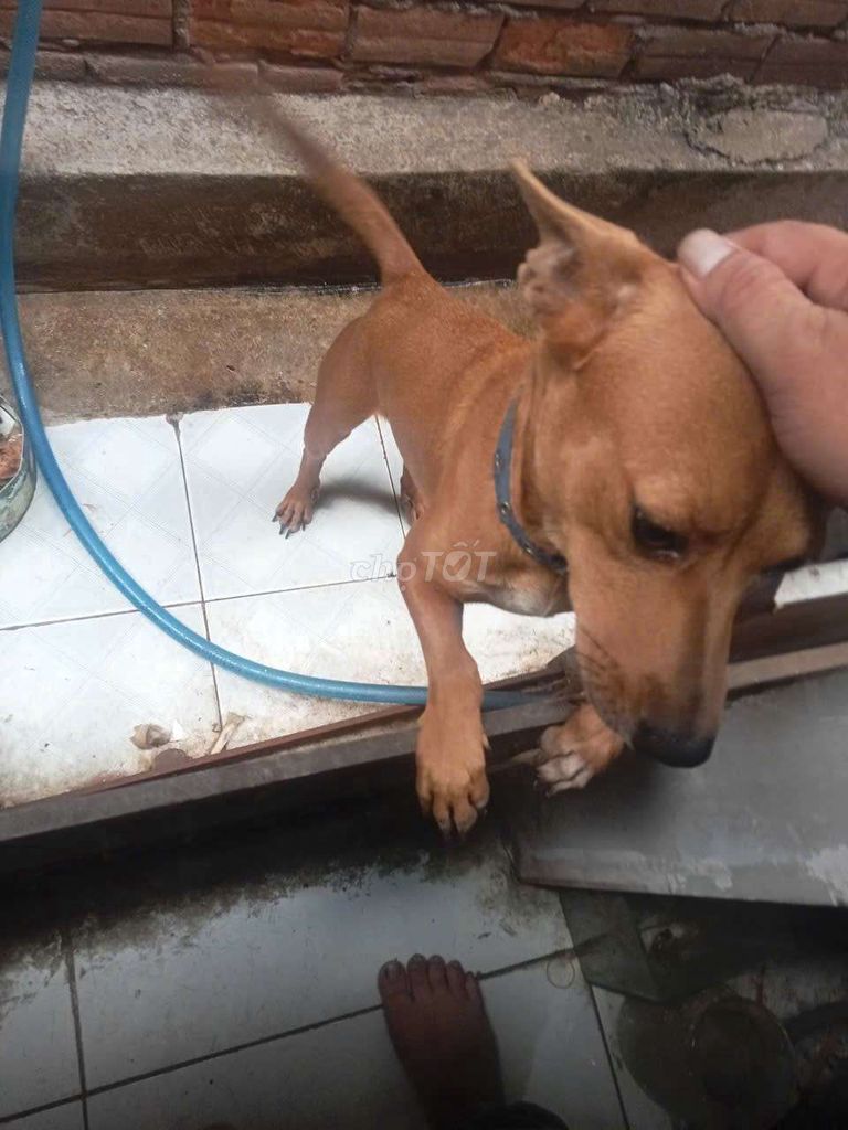 Chó Nâu. Mua bán Chó tại Quận Bình Tân Tp Hồ Chí Minh được đăng bởi phi hình 1