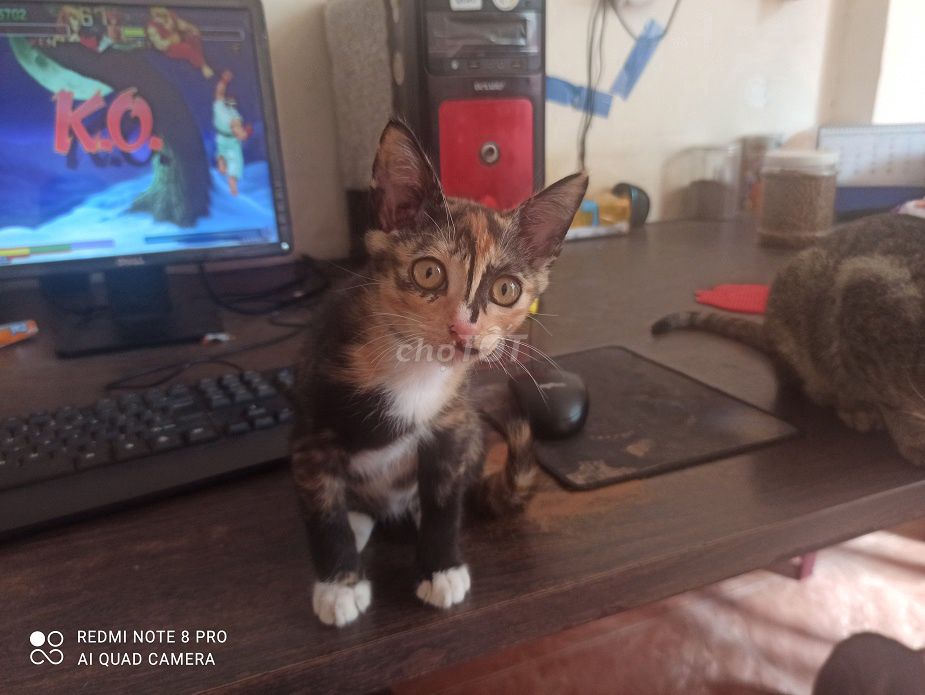 Mèo Ta lai Anh Đực 3 tháng đã tiêm. Mua bán Mèo tại Quận Tân Bình Tp Hồ Chí Minh được đăng bởi Thang hình 1