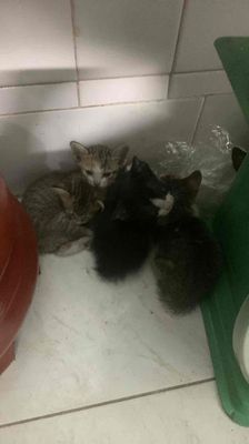 cho 6 con mèo như hình. Mua bán Mèo tại Quận Tân Phú Tp Hồ Chí Minh được đăng bởi Bùi Thanh Hương