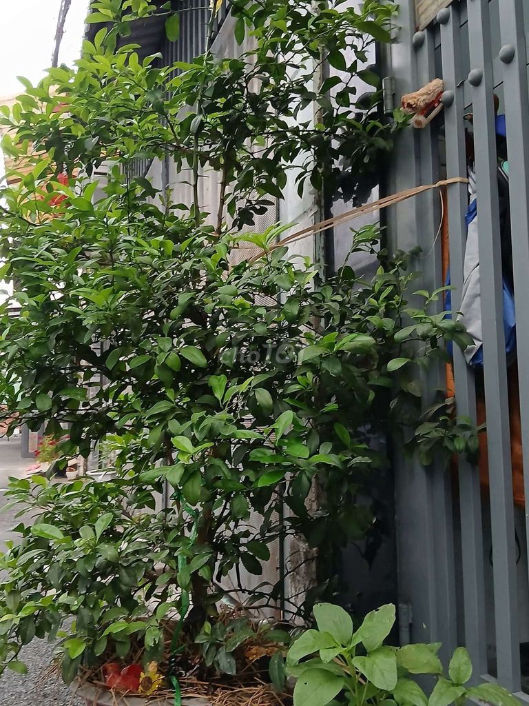 Cây cảnh Chanh Bắc lá thơm. Mua bán Cây cảnh, đồ trang trí tại Quận 12 Tp Hồ Chí Minh được đăng bởi Nguyễn Công hình 1