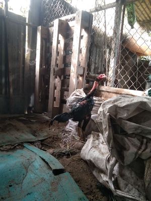 Có bầy 5 tháng lúa non. Mua bán Gà tại Thành phố Thủ Đức Tp Hồ Chí Minh được đăng bởi chào mào 