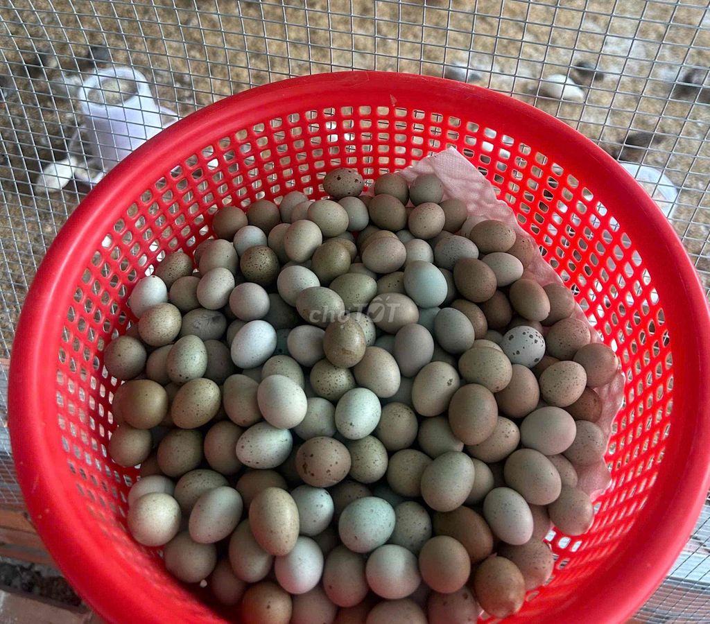 Trứng gà Rutin 10 trứng. Mua bán Đồ ăn, thực phẩm và các loại khác tại Huyện Trà Ôn Vĩnh Long được đăng bởi Trại Gà Rutin Vĩnh Long hình 1