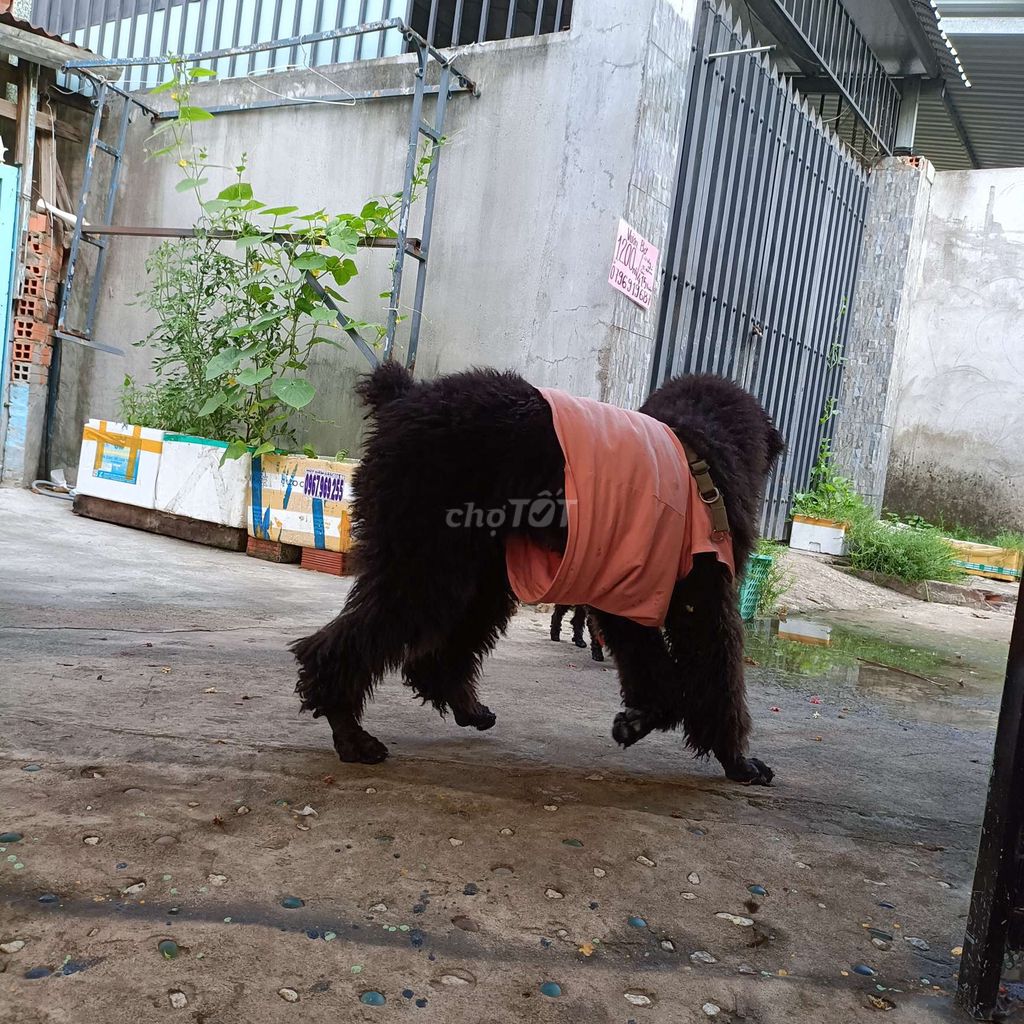 Chó Poodle standard - khổng lồ - Đen - 11 tháng