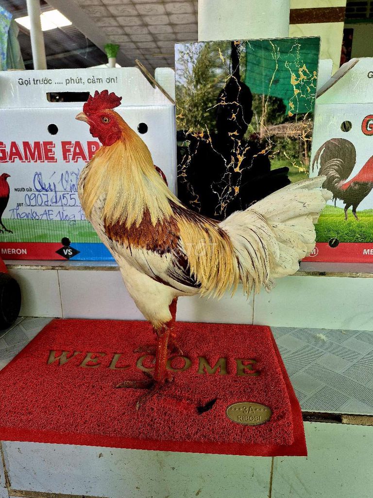 🛑🛑BƯỚM CAMELO 2900GR 🛑🛑. Mua bán Gà tại Thành phố Vĩnh Long Vĩnh Long được đăng bởi Mr Po hình 1