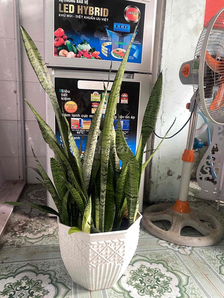 Cây lưỡi hổ xanh 12-15 nhánh, có nhiều nhánh con. Mua bán Cây cảnh, đồ trang trí tại Quận Bình Tân Tp Hồ Chí Minh được đăng bởi Hường hình 1