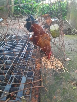 Hiẹn 1k8 rất xung. Mua bán Gà tại Huyện Hóc Môn Tp Hồ Chí Minh được đăng bởi Phúc