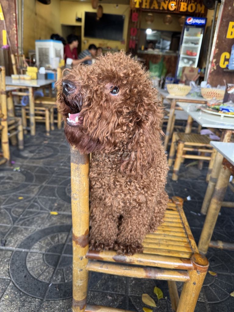 Chó Poodle Nâu đỏ đã tiêm 3 mũi. Mua bán Chó tại Quận Ngũ Hành Sơn Đà Nẵng được đăng bởi Tên chưa cung cấp hình 1