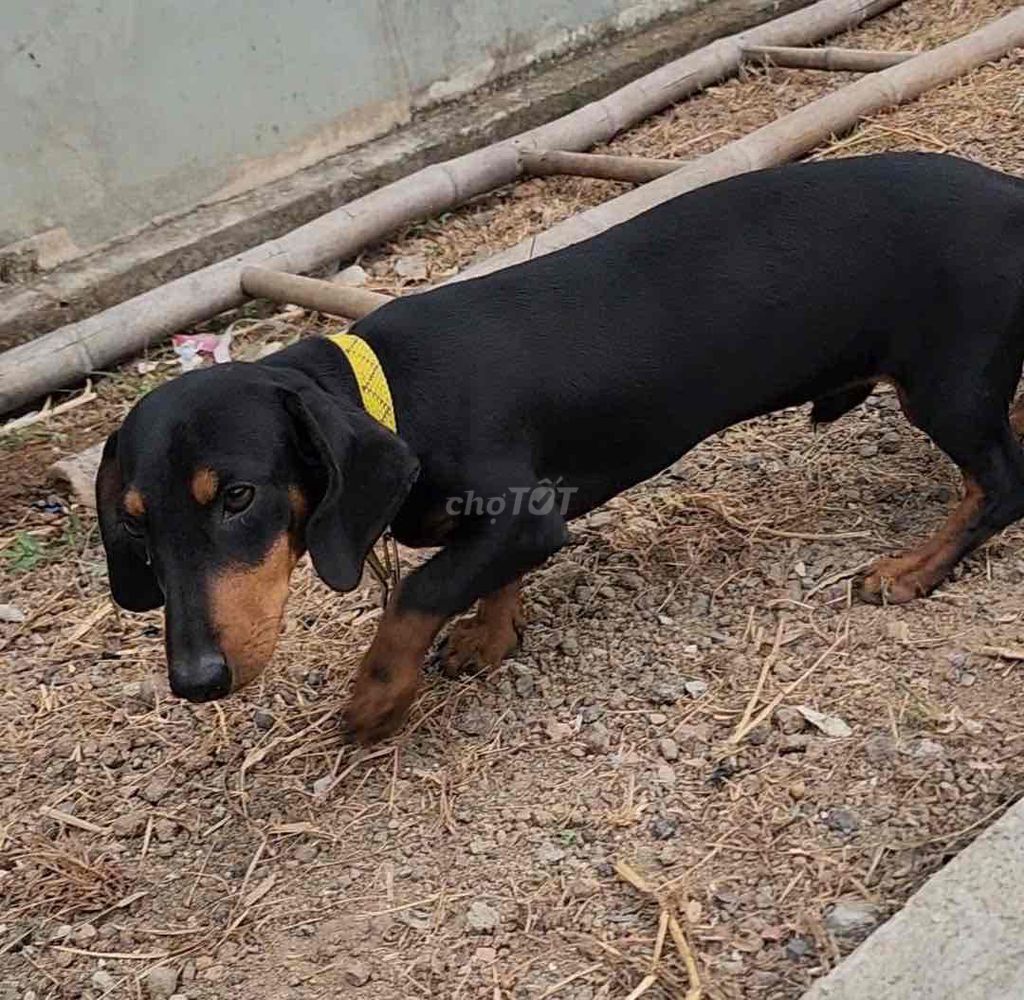 tìm nhà mới cho Lạp xưởng. Mua bán Chó tại Thành phố Biên Hòa Đồng Nai được đăng bởi Lê Lâm Ngọc Nữ Thanh Trà  hình 1