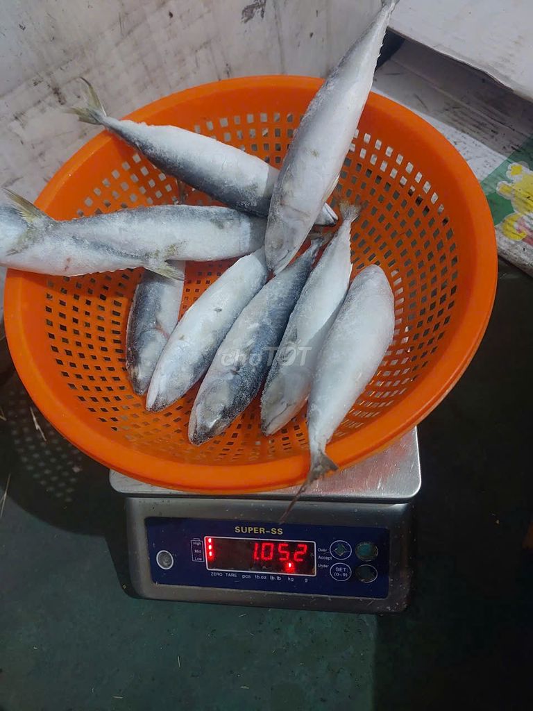 Cá nục Sapa 6-8 con/kg Đông Lạnh , Giá Tận Kho. Mua bán Đồ ăn, thực phẩm và các loại khác tại Huyện Hóc Môn Tp Hồ Chí Minh được đăng bởi Thủy Sản Đông Lạnh HCM hình 1