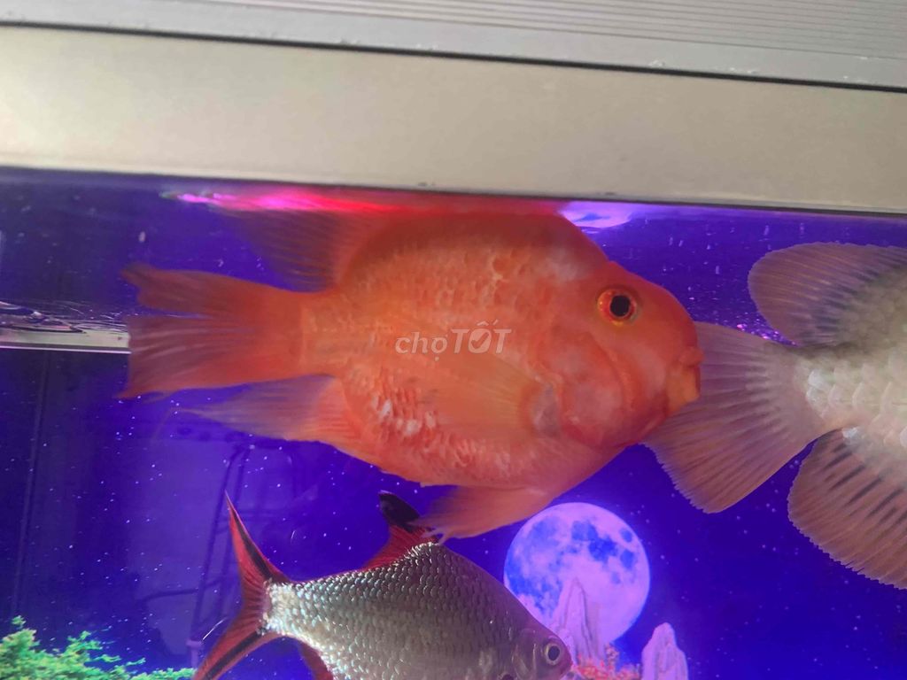 2 ket 5-6 ngon cần thanh lý