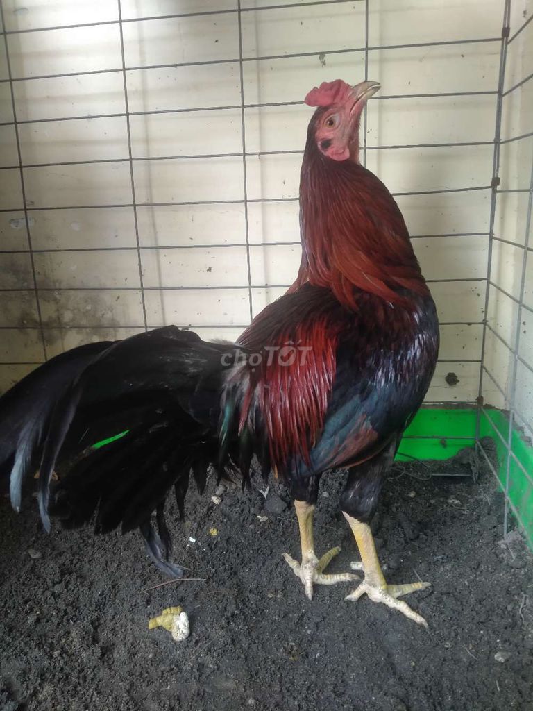 nòii đẻn siu mỹ 2kg1 còn lên 1 đến 2 chấm. Mua bán Gà tại Quận 12 Tp Hồ Chí Minh được đăng bởi Quốc cường hình 1