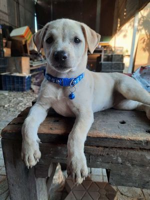 Labrador trắng tròn ú thông minh thân thiện. Mua bán Chó tại Huyện Bình Chánh Tp Hồ Chí Minh được đăng bởi MI SA