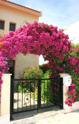 Cây hoa giấy 💜Cổng , 💚chuyên cổng 💜