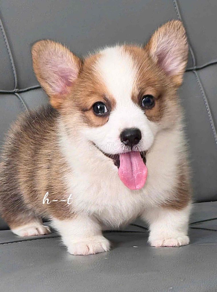 vip mông to chuẩn giống lùn🥰. Mua bán Chó tại Quận Bình Tân Tp Hồ Chí Minh được đăng bởi huỳnh thật  hình 1