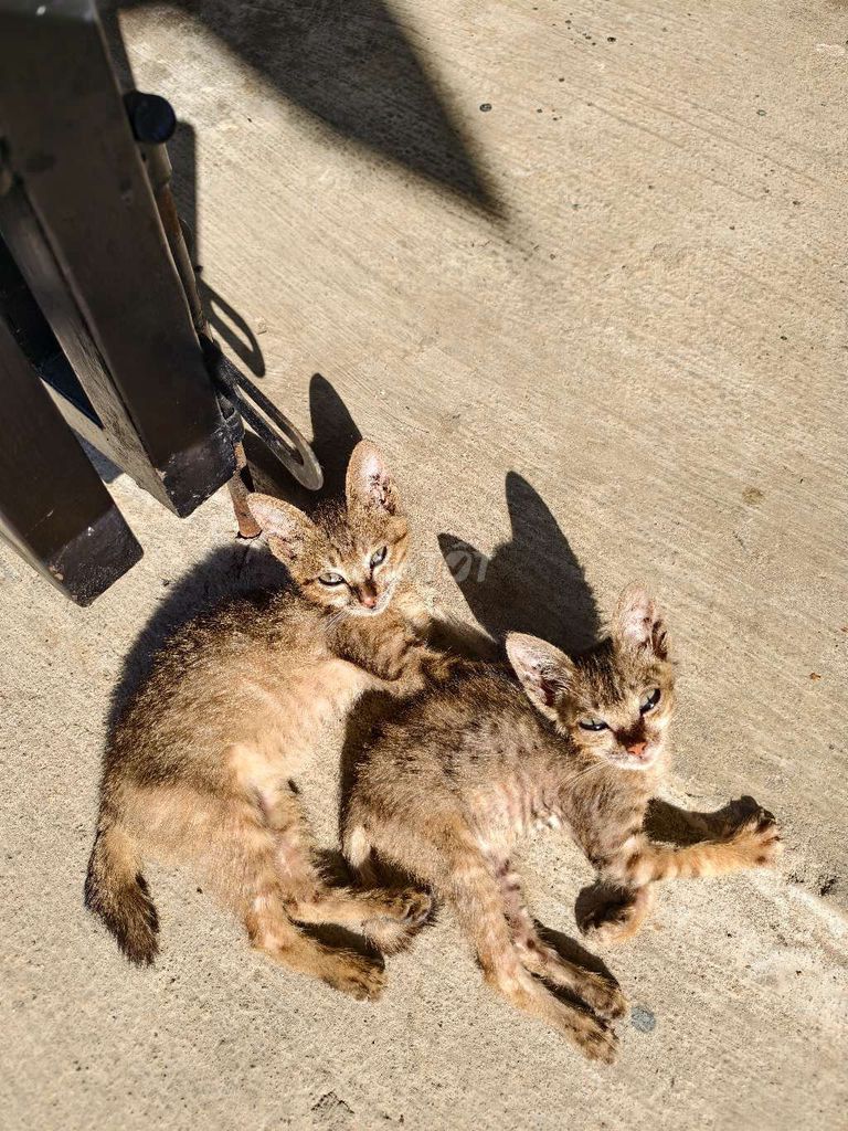 Mèo con màu Nâu khỏe mạnh. Mua bán Mèo tại Thị xã Điện Bàn Quảng Nam được đăng bởi Ngọc Nhật hình 1