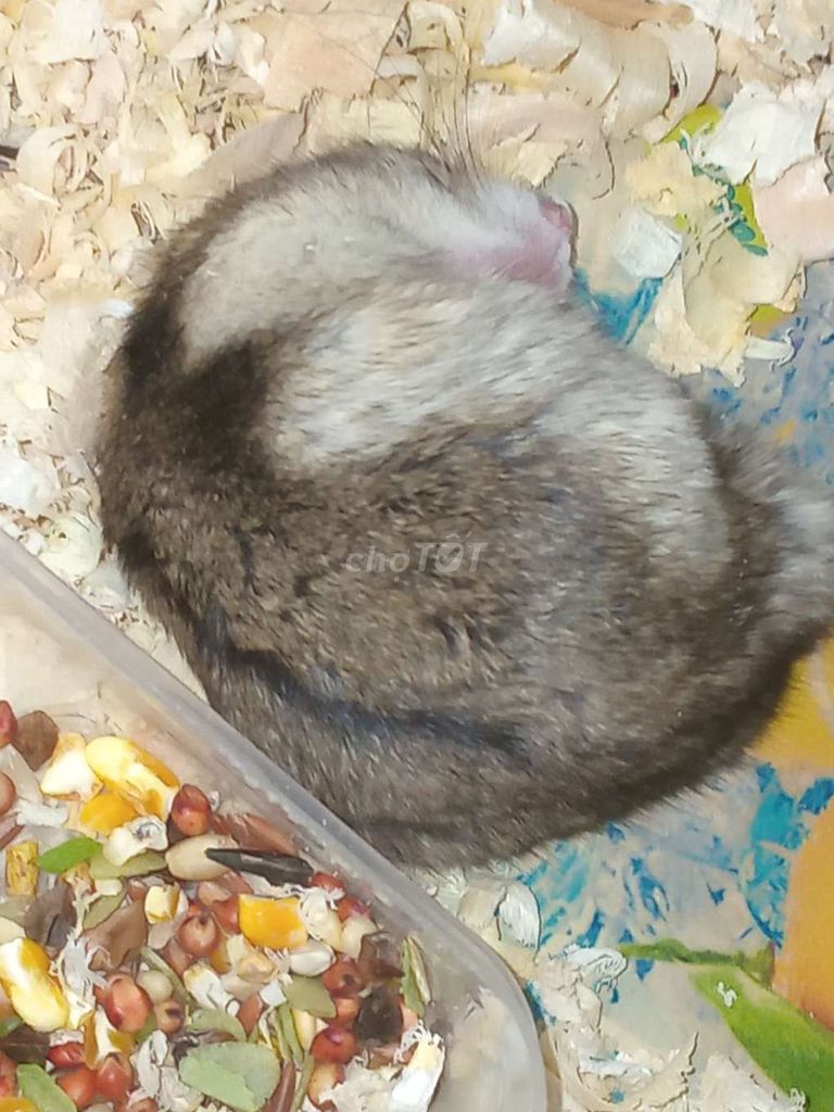 Hamster WW cái 2 tháng. Mua bán Thú cưng khác tại Huyện Nhà Bè Tp Hồ Chí Minh được đăng bởi nhi hình 1