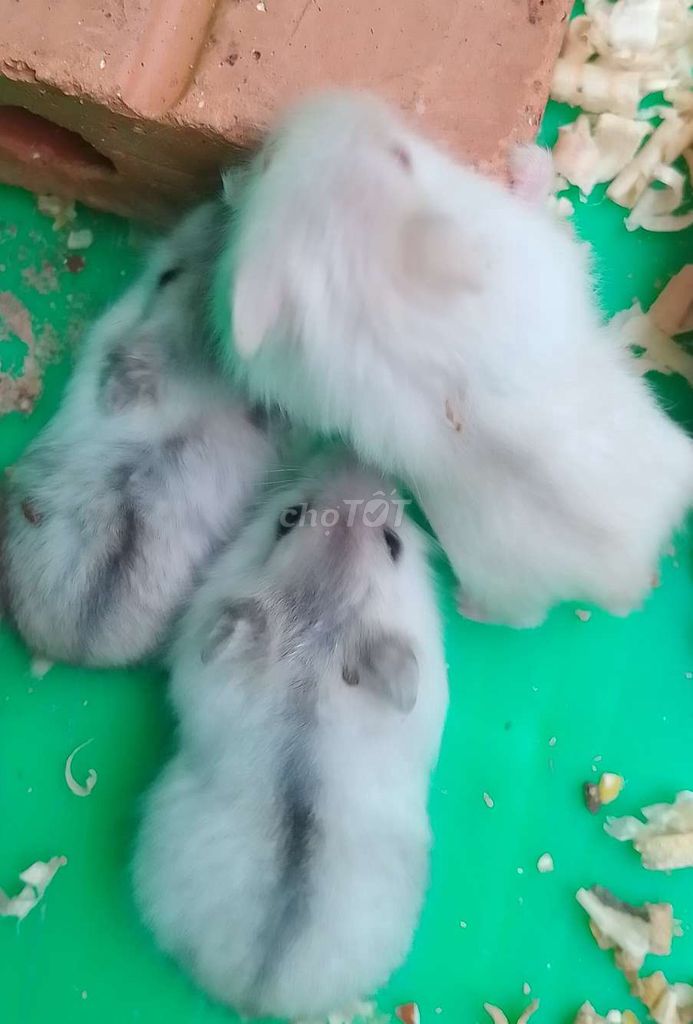 hamster ww bear dễ thương