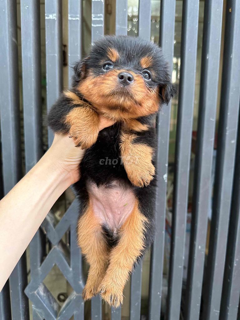 ❤️ cún nhật chân lùn ❤️. Mua bán Chó tại Quận Bình Thạnh Tp Hồ Chí Minh được đăng bởi BÁN THÚ CƯNG KHÔNG ĐĂNG ẢNH LỪA ĐẢO  hình 4