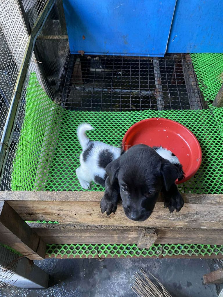 Chó con Đen Trắng đốm đen. Mua bán Chó tại Thành phố Dĩ An Bình Dương được đăng bởi Nguyễn Yen hình 1