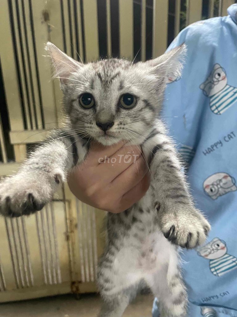 Mèo Xám Nha Trang. Mua bán Mèo tại Thành phố Nha Trang Khánh Hòa được đăng bởi Trinh hình 1