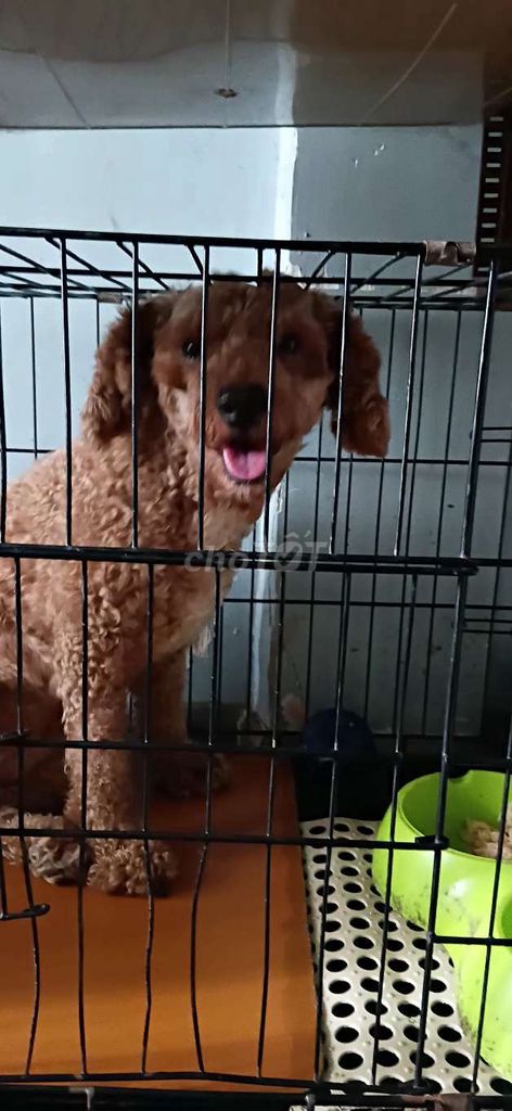 Chó Poodle Cái Nâu Đã tiêm phòng. Mua bán Chó tại Quận 5 Tp Hồ Chí Minh được đăng bởi Chi Tuyet hình 1