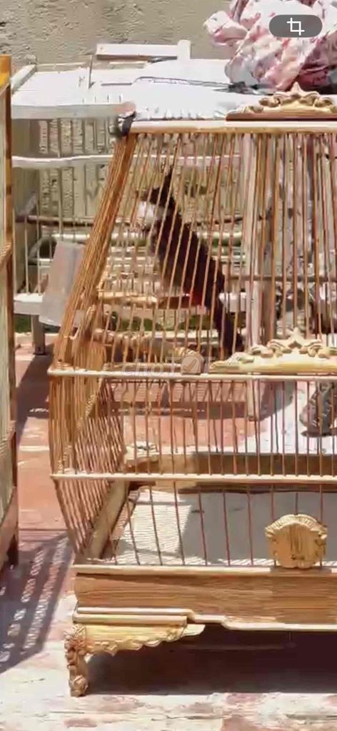 Chim chào mào 8 tháng Thuần. Mua bán Chim tại Quận Long Biên Hà Nội được đăng bởi Long hình 1