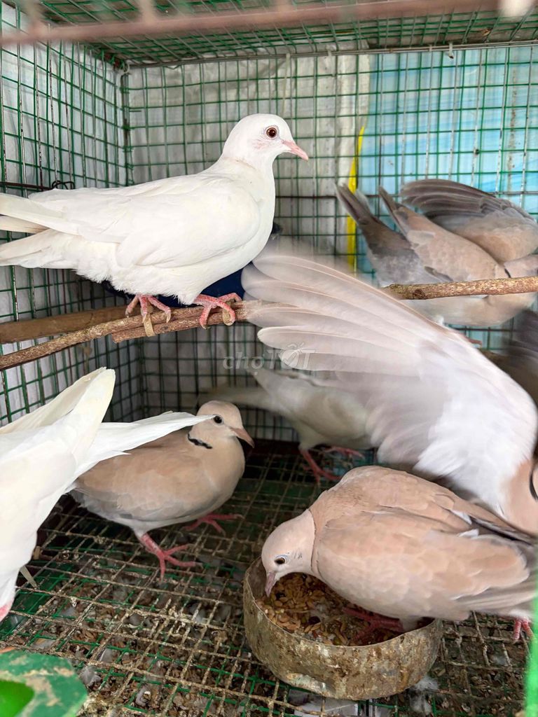 Chim Cu pháp Trống mái Trắng nâu SINH SẢN. Mua bán Chim tại Quận 3 Tp Hồ Chí Minh được đăng bởi Bích Dương hình 1