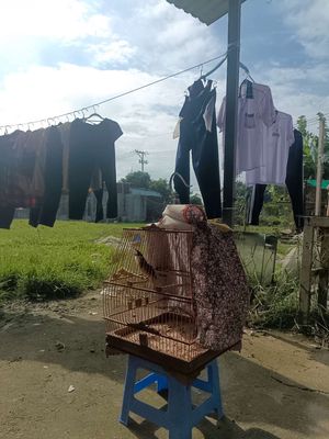 Siêu lân...3 mùa lồng...cf cứng. Mua bán Chim tại Huyện Bình Chánh Tp Hồ Chí Minh được đăng bởi Thanh Hạ