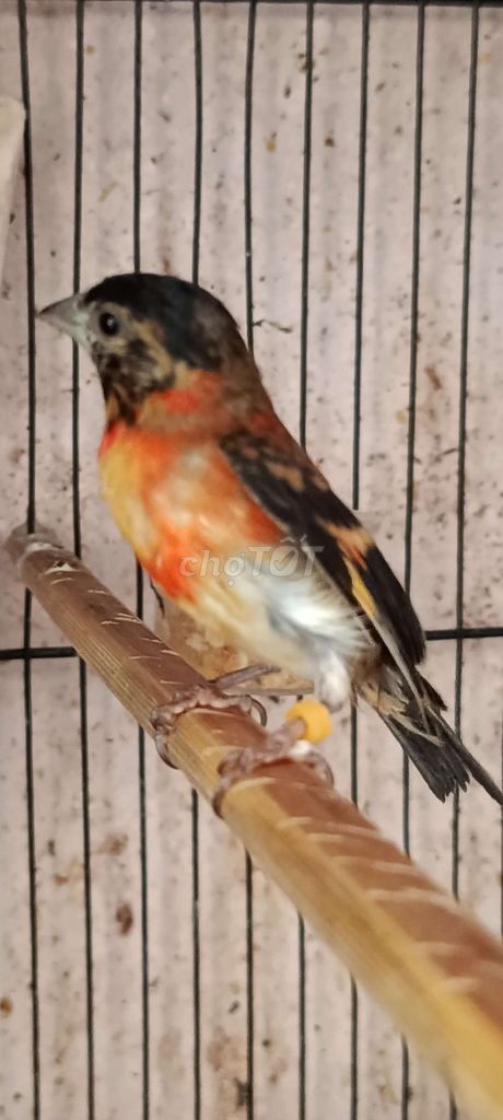 Chim cảnh trống mái đa sắc. Mua bán Chim tại Quận 12 Tp Hồ Chí Minh được đăng bởi Trâm Nguyên Hoang hình 1