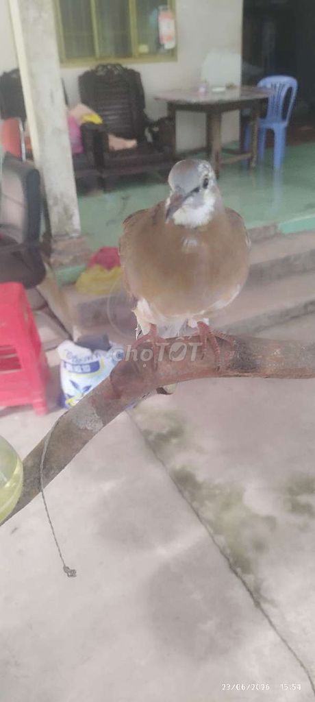 Chim cu Malaysia lai Thái trống. Mua bán Chim tại Huyện Càng Long Trà Vinh được đăng bởi Nguyễn Đạt hình 1