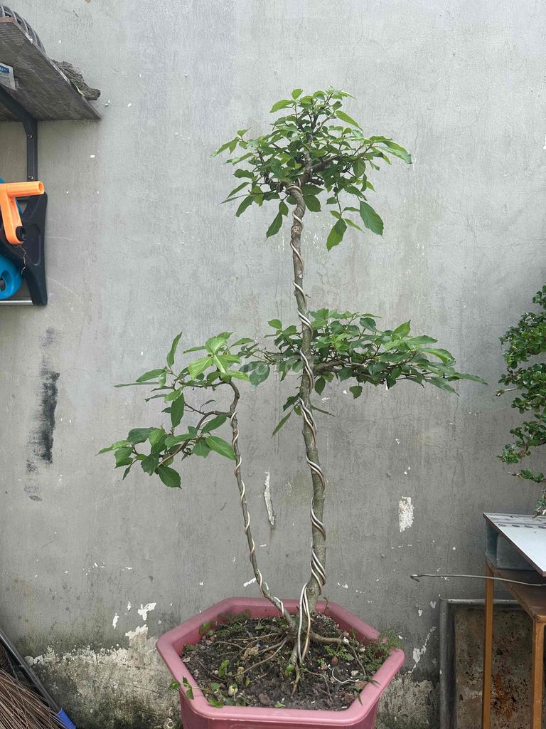 Cây cảnh mini Bonsai. Mua bán Cây cảnh, đồ trang trí tại Thị xã Bến Cát Bình Dương được đăng bởi Đình Phong hình 1