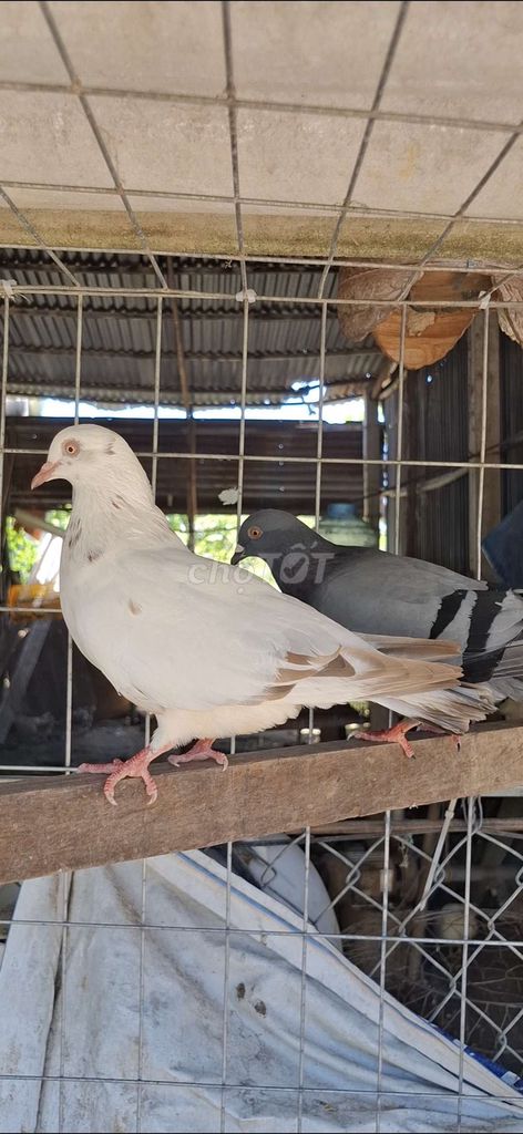 Chim bồ câu giống sinh sản . Mua bán Chim tại Huyện Châu Phú An Giang được đăng bởi La Hưng hình 1