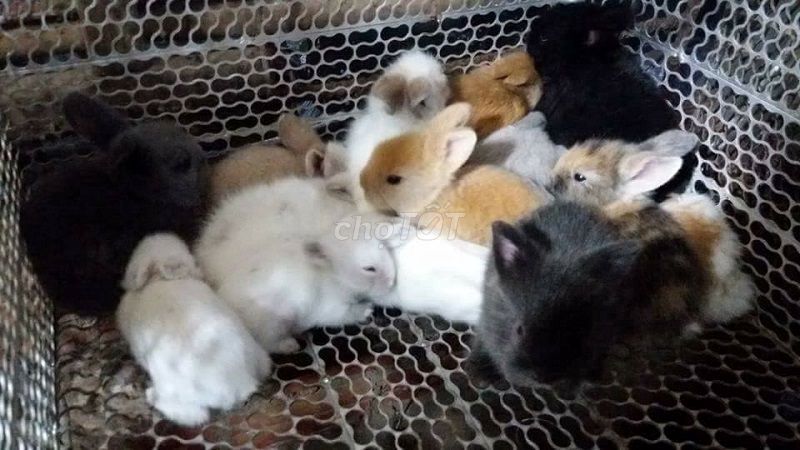 Thỏ mini rex và hà lan lùn đáng yêu shop ở đà nẵng